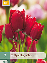 X   7 TULIPA FIERY CLUB