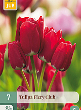 X 7 TULIPA FIERY CLUB