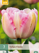X 7 TULIPA FINOLA