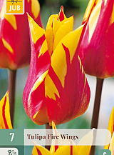 X 7 TULIPA FIRE WINGS