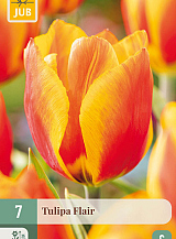 X 7 TULIPA FLAIR