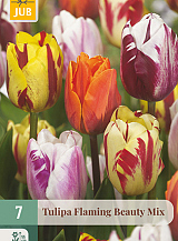 X   7 TULIPA FLAMING BEAUTY MIX