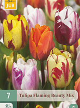 X 7 TULIPA FLAMING BEAUTY MIX