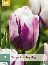 X   7 TULIPA FLAMING FLAG