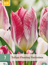 X   7 TULIPA FLAMING PURISSIMA