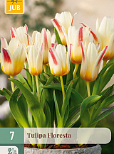 X   7 TULIPA FLORESTA