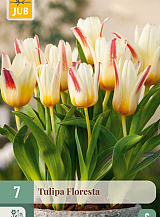 X 7 TULIPA FLORESTA