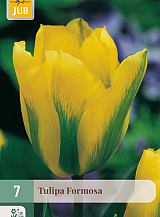 X   7 TULIPA FORMOSA