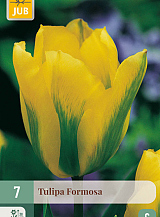 X 7 TULIPA FORMOSA