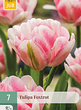 X   7 TULIPA FOXTROT