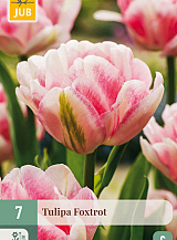 X   7 TULIPA FOXTROT