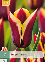 X   7 TULIPA GAVOTA
