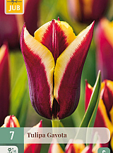 X 7 TULIPA GAVOTA