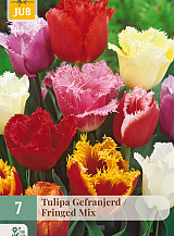 X   7 TULIPA GEFRANJERD MIX
