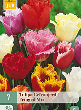 X 7 TULIPA GEFRANJERD MIX