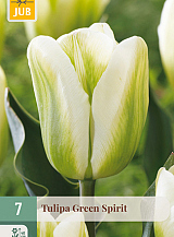 X   7 TULIPA GREEN SPIRIT