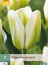 X   7 TULIPA GREEN SPIRIT
