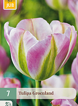 X   7 TULIPA GROENLAND