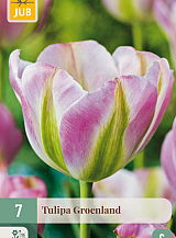 X   7 TULIPA GROENLAND