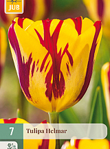 X   7 TULIPA HELMAR