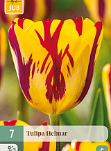 X   7 TULIPA HELMAR