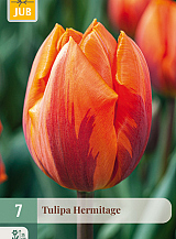 X   7 TULIPA HERMITAGE