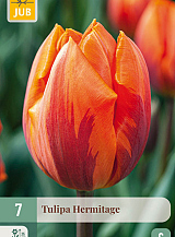 X   7 TULIPA HERMITAGE