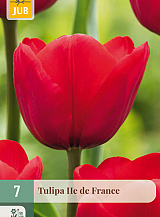 X   7 TULIPA ILE DE FRANCE