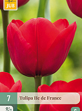 X   7 TULIPA ILE DE FRANCE