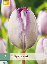 X   7 TULIPA JACUZZI