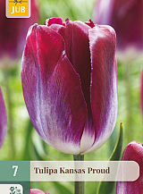 X   7 TULIPA KANSAS PROUD