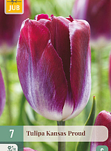 X   7 TULIPA KANSAS PROUD