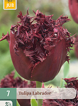 X   7 TULIPA LABRADOR