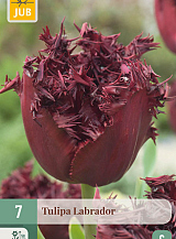X   7 TULIPA LABRADOR