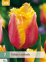 X   7 TULIPA LAMBADA