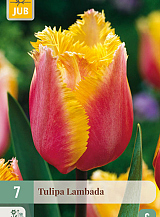 X   7 TULIPA LAMBADA