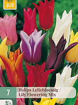 X   7 TULIPA LELIEBLOEMIG MIX