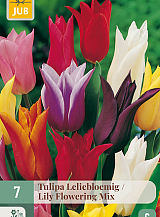 X   7 TULIPA LELIEBLOEMIG MIX