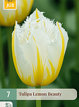 X   7 TULIPA LEMON BEAUTY