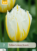 X   7 TULIPA LEMON BEAUTY