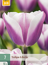 X   7 TULIPA LIBRIJE