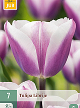X   7 TULIPA LIBRIJE