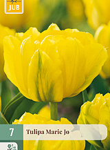 X   7 TULIPA MARIE JO