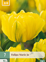 X   7 TULIPA MARIE JO