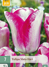 X 7 TULIPA MATA HARI