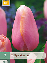 X   7 TULIPA MENTON