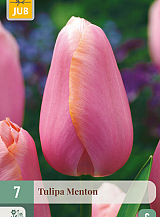 X 7 TULIPA MENTON