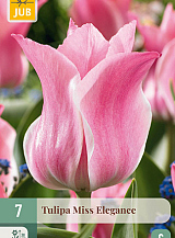 X   7 TULIPA MISS ELEGANCE