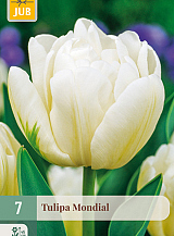 X   7 TULIPA MONDIAL