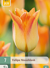 X   7 TULIPA MOONBLUSH